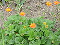 Geum coccineum 'Borisii'