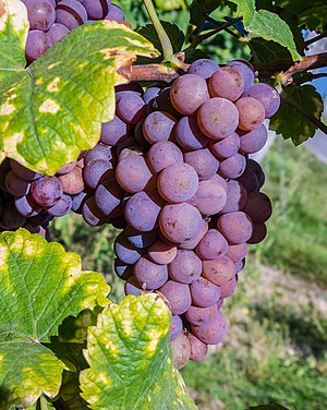 Gewürztraminer grapes