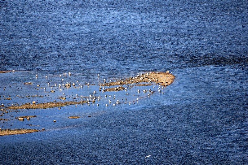 File:Gfp-iowa-bellevue-state-park-birds-on-the-mississippi.jpg