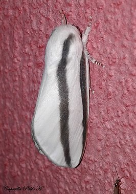 Giacomellia bilineata