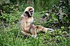 Gibbon à mains blanches (Zoo-Amiens).JPG