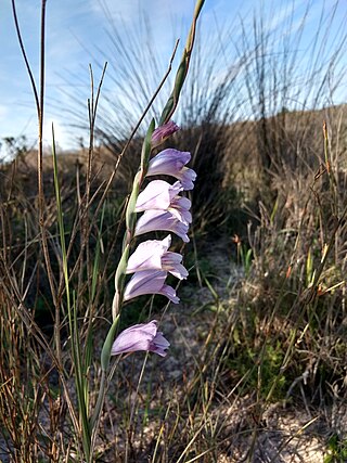 <i>Gladiolus patersoniae</i> Species of plant