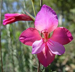 Gladiolus illyricus.JPG
