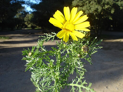 Glebionis coronaria flower (08)