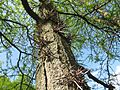 Gleditsia triacanthos (ru:) (en:) (de:) (lv:)