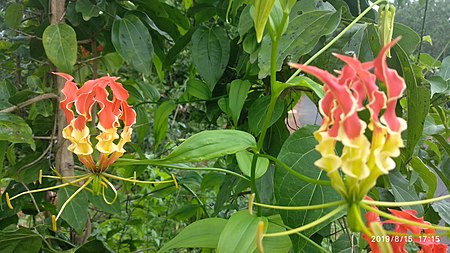 Gloriosa superba at madikai Kasaragod 01.jpg