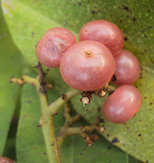 <i>Glycosmis</i> Genus of flowering plants