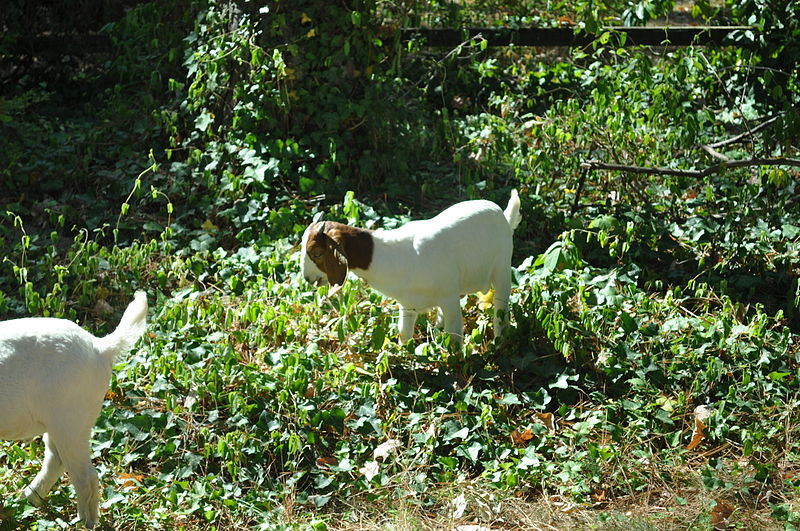 File:Goat Grazing11.jpg