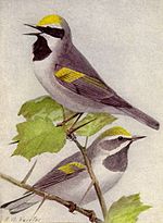 Thumbnail for Golden-winged warbler