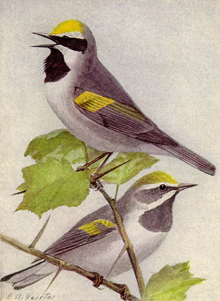 Golden-winged Warbler NGM-v31-p308-C.jpg