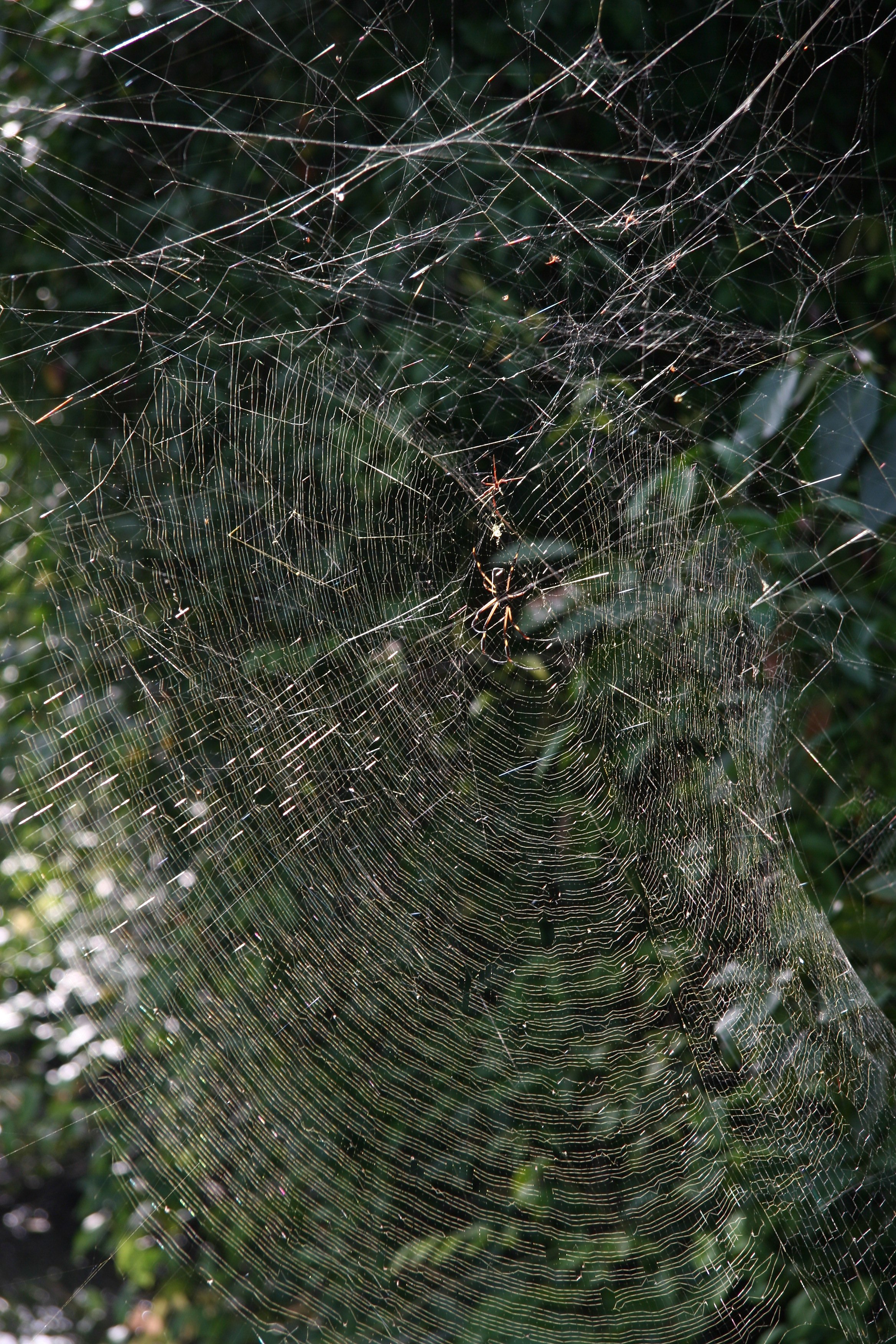 Golden Orb-weaver (Nephila clavipes) (5590189105).jpg