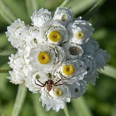 Goldenrod Crab Spider (Misumena vatia) on Pearly Everlasting (Anaphalis margaritacea)