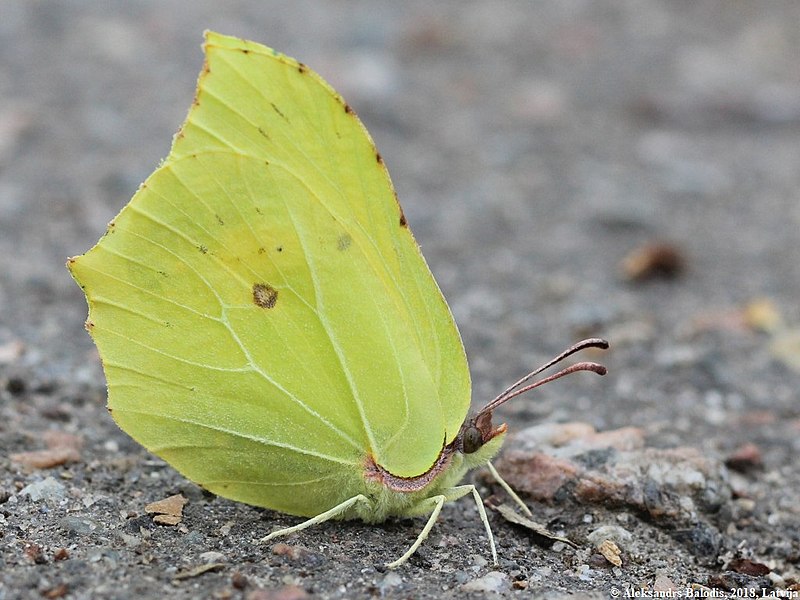 File:Gonepteryx rhamni 05.JPG