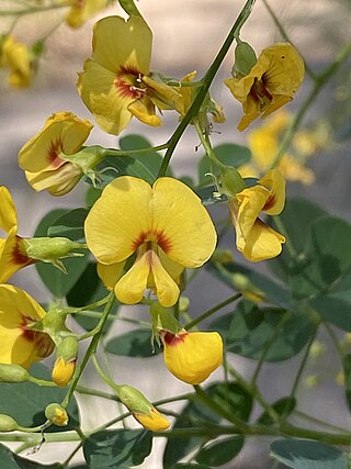 <i>Goodia lotifolia</i> Species of legume