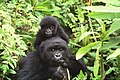 Mountain Gorilla mother and baby, Parc national des Volcans