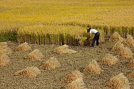 Grain harvesting in Xizhou county.jpg