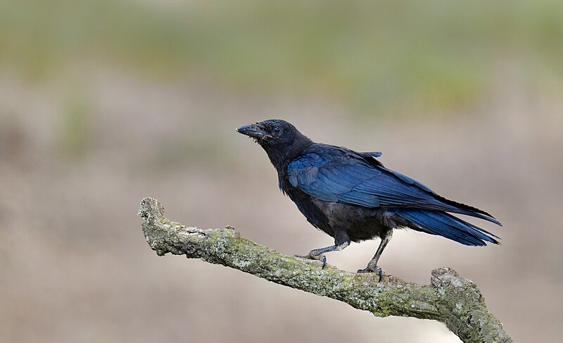 File:Gralha-preta, Carrion Crow (53024558950).jpg