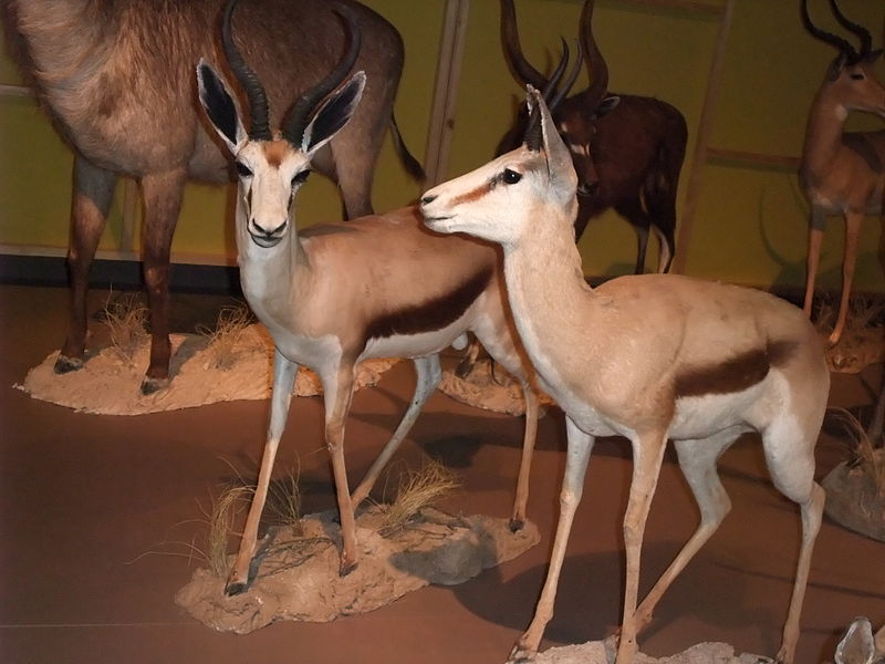 File:Granada-Parque de las Ciencias-Exposición de taxidermia-Spri.JPG