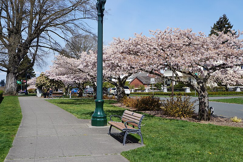 File:Grand Ave Park with blooming cherry trees - Everett, WA.jpg