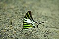 Mudpuddling Fivebar Swordtail (Pathysa antiphates). Taken by Arif Siddiqui