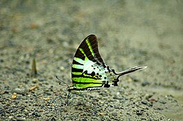 Graphium antiphates