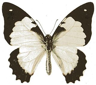 <i>Graphium endochus</i> Species of butterfly