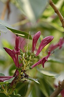 <i>Graptophyllum pictum</i> Species of flowering plant