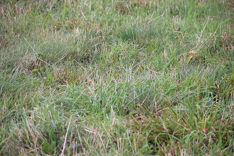 File:Grass on Hooper Bald, Sept 2019 2.jpg