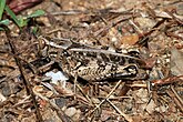 A groundhopper (Tetrigidae)