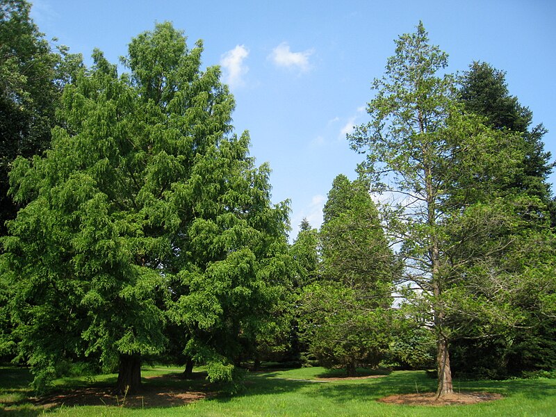 File:Graver Arboretum - 344.jpg