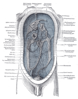 Peritoneo: Anatomia, Fossetta inguinale, Classificazione delle strutture peritoneali