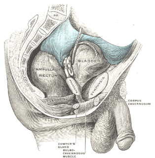 Rectoprostatic fascia