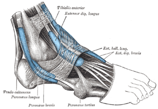 <span class="mw-page-title-main">Extensor digitorum longus muscle</span> Pennate muscle, situated at the lateral part of the front of the leg