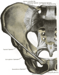 Thumbnail for Lumbosacral ligament