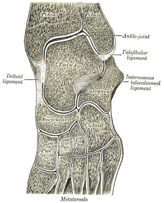 <span class="mw-page-title-main">Intercuneiform joints</span>