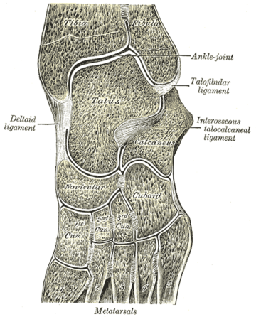 Articulation intertarsienne