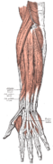 Muscles du bras superficiels (Postérieur)