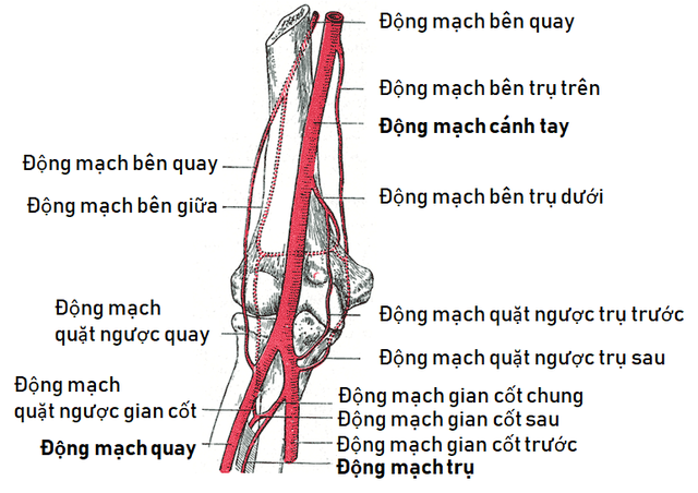 Giải phẫu cơ chi trên