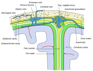 Subdural space Potential space between the arachnoid and dura maters