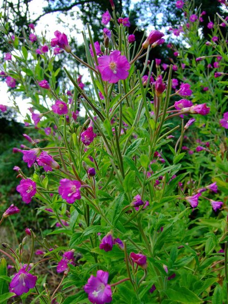 File:Great hairy willowherb (Epilobium hirsutum) - geograph.org.uk - 926910.jpg