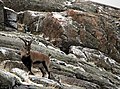 An Iberian ibex in the Sierra de Gredos