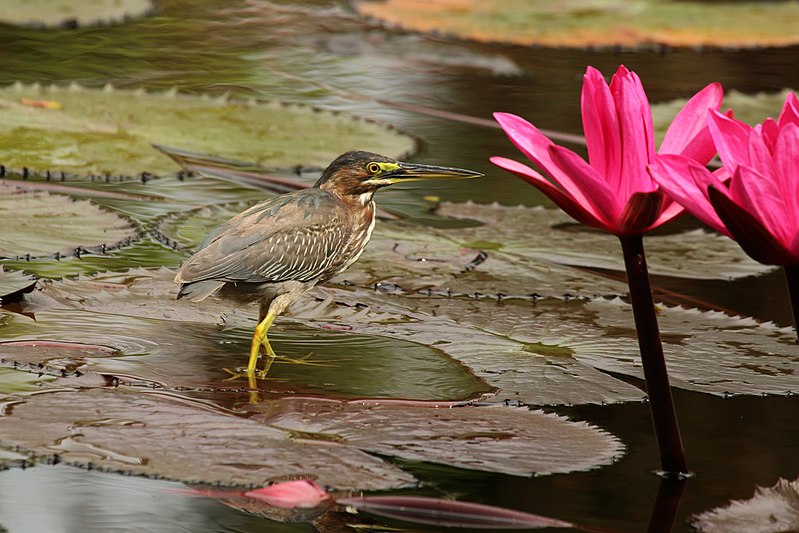 File:Green heron (Butorides virescens virescens) young adult.jpg