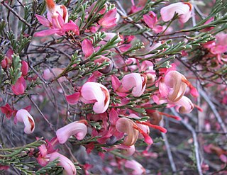 <i>Grevillea involucrata</i> Species of shrub in the family Proteaceae endemic to Western Australia