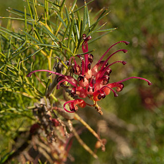 <i>Grevillea maxwellii</i> Species of shrub in the family Proteaceae endemic to Western Australia