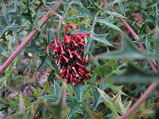 <i>Grevillea montis-cole</i> Species of shrub in the family Proteaceae endemic to Victoria, Australia