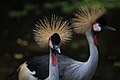 Grey Crowned Crane, Jurong Bird Park (32592806881).jpg