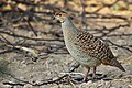 Grey francolin