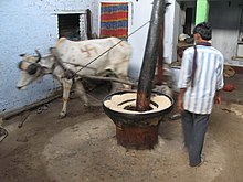 Ox-powered mill grinding mustard seed for oil Grinding Mustard Seed for oil.jpg