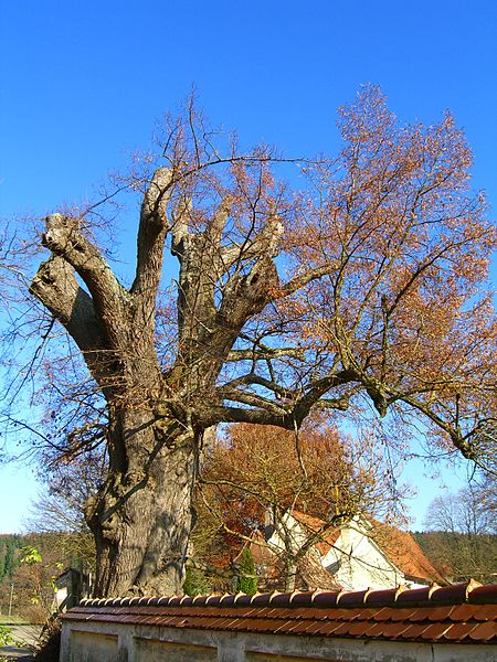 GruenenfurtNaturdenkmal