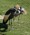 Black crowned cranes